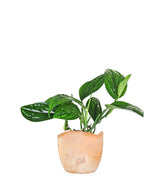 Epipremnum pinnatum Marble Planet