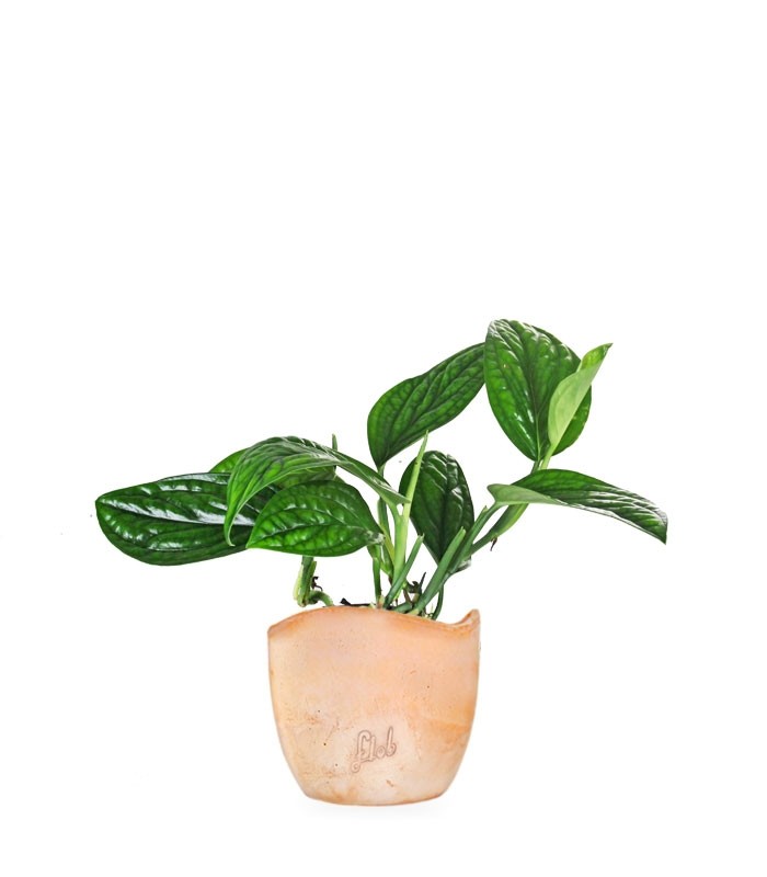 Epipremnum pinnatum Marble Planet