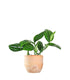 Epipremnum pinnatum Marble Planet