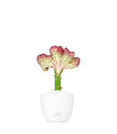 Euphorbia Lactea