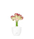 Euphorbia Lactea