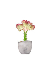 Euphorbia Lactea