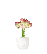 Euphorbia Lactea