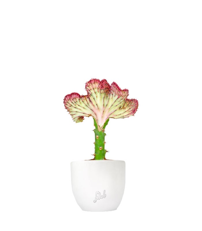 Euphorbia Lactea