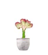 Euphorbia Lactea