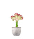 Euphorbia Lactea