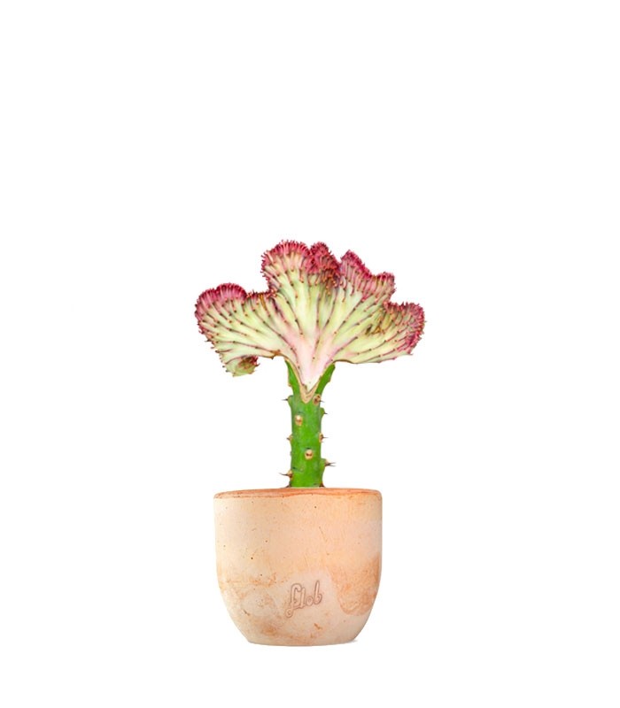 Euphorbia Lactea