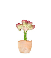 Euphorbia Lactea