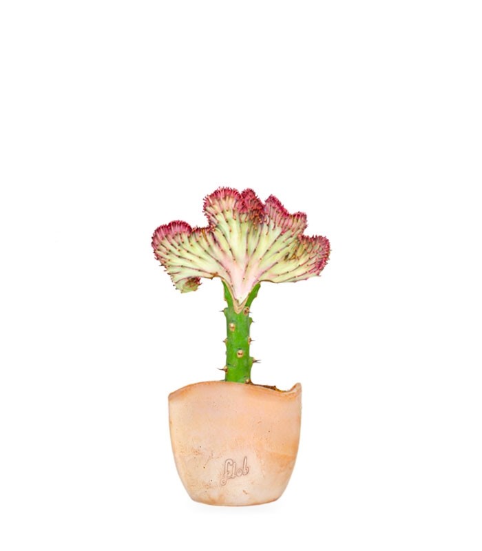 Euphorbia Lactea
