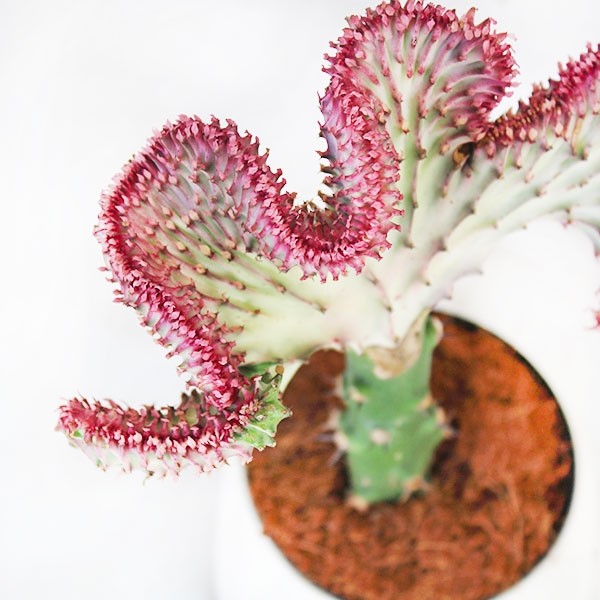 Euphorbia Lactea