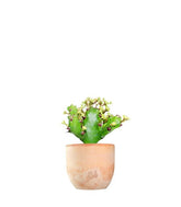 Euphorbia Mayuranathani