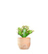 Euphorbia Mayuranathani