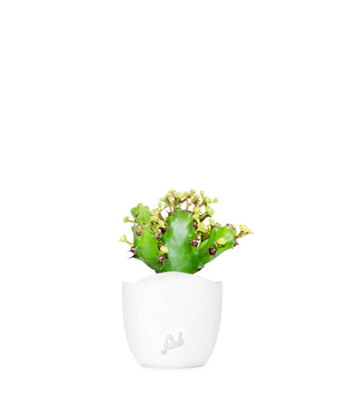 Euphorbia Mayuranathani