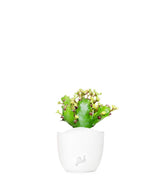 Euphorbia Mayuranathani
