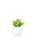 Euphorbia Mayuranathani