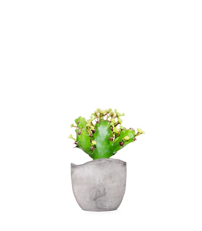 Euphorbia Mayuranathani