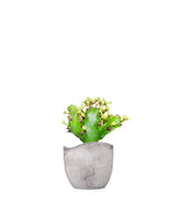 Euphorbia Mayuranathani