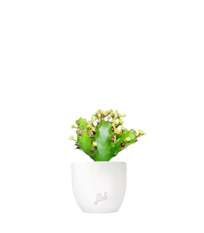 Euphorbia Mayuranathani