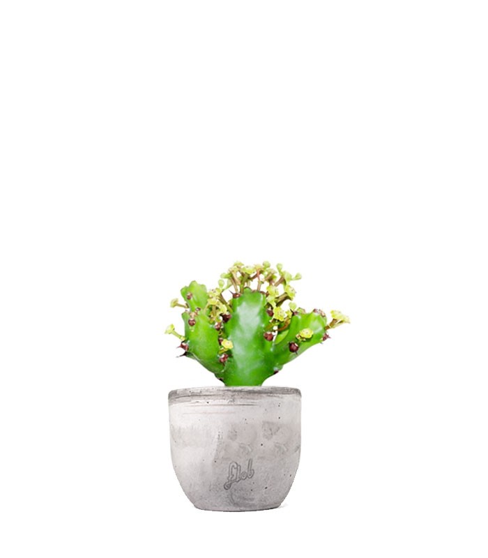 Euphorbia Mayuranathani