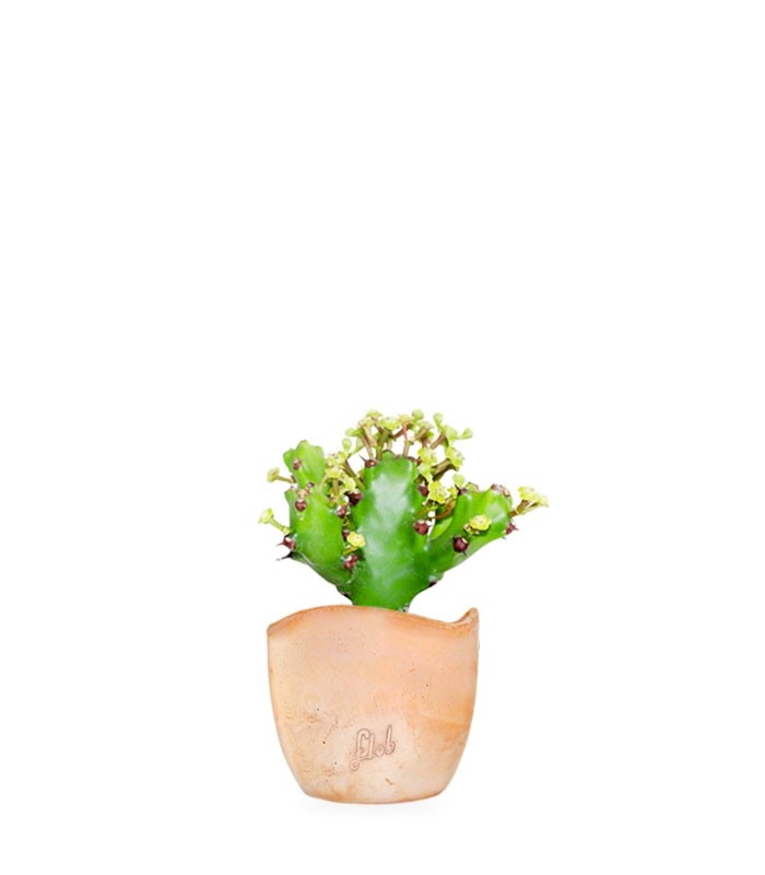 Euphorbia Mayuranathani