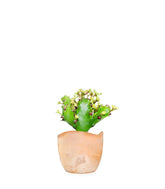 Euphorbia Mayuranathani
