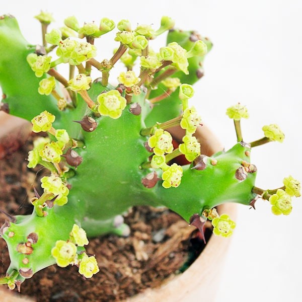 Euphorbia Mayuranathani