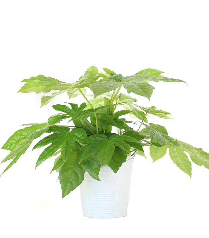 Fatsia Japonica