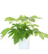Fatsia Japonica