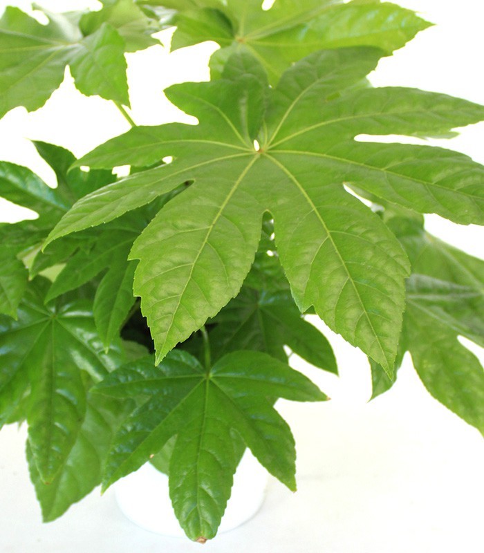 Fatsia Japonica