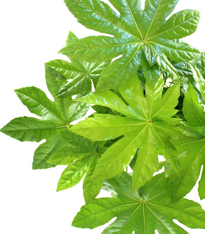 Fatsia Japonica