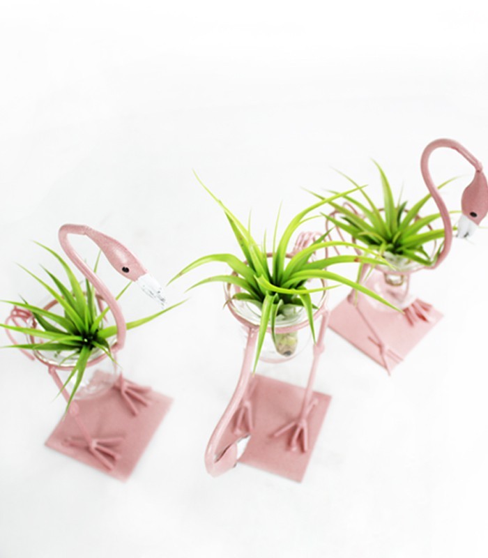 Fenicotteri rosa con tillandsia