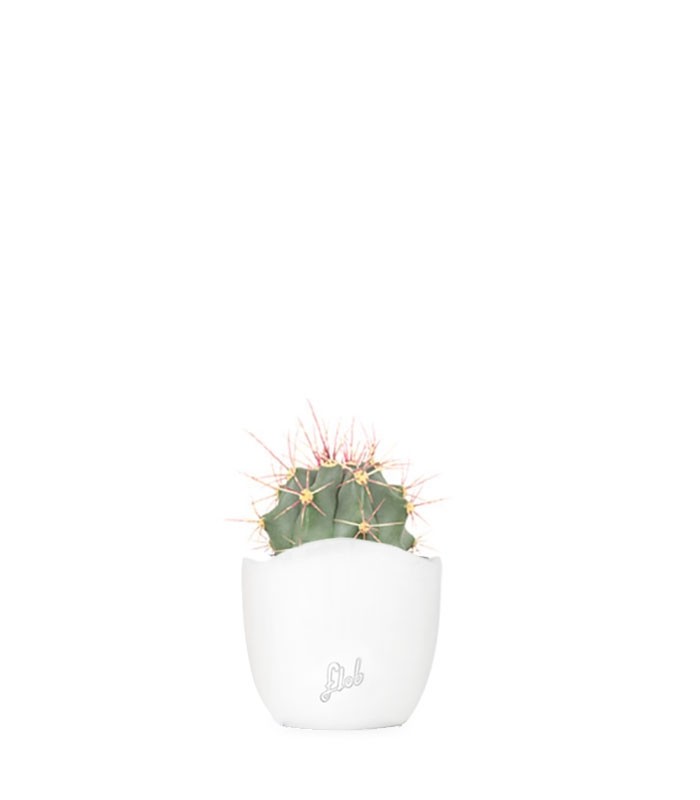 Ferocactus glaucescens
