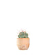 Ferocactus glaucescens