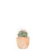 Ferocactus glaucescens