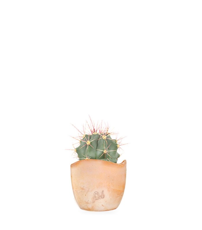 Ferocactus glaucescens