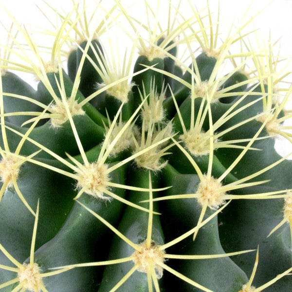 Ferocactus glaucescens