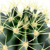 Ferocactus glaucescens