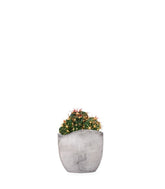 Ferocactus Latispinus