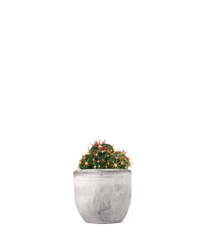 Ferocactus Latispinus