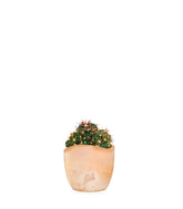 Ferocactus Latispinus