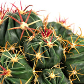 Ferocactus Latispinus
