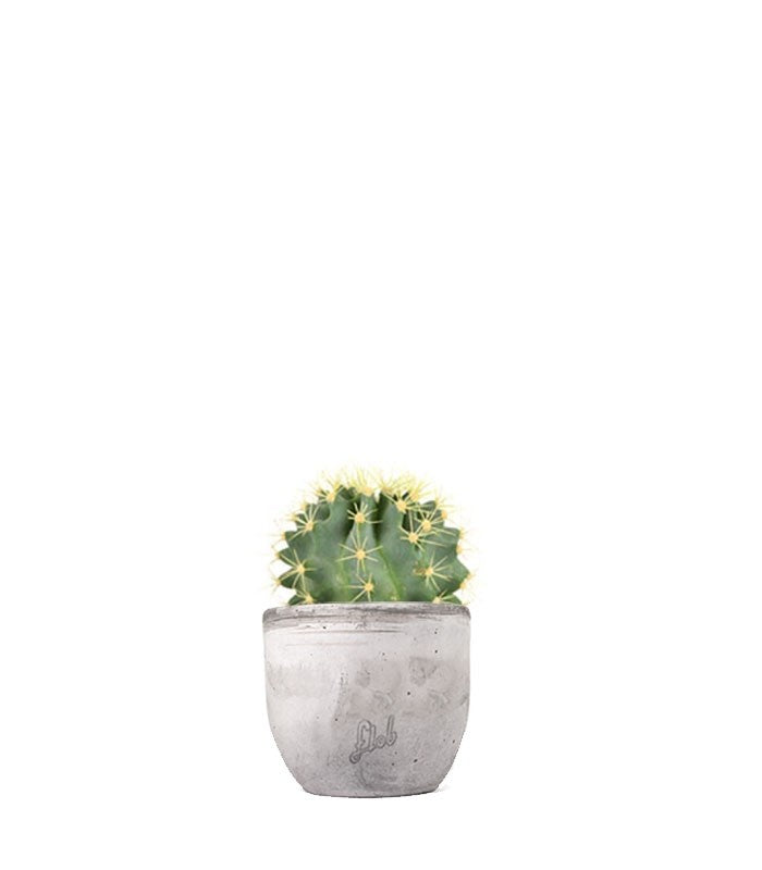 Ferocactus Stainesii