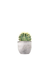 Ferocactus Stainesii