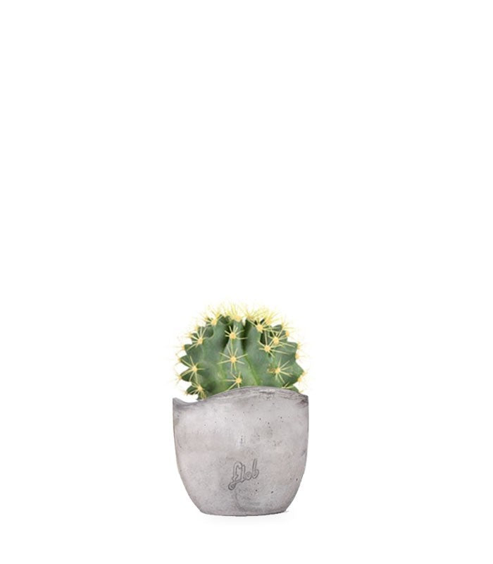 Ferocactus Stainesii