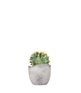 Ferocactus Stainesii