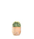 Ferocactus Stainesii