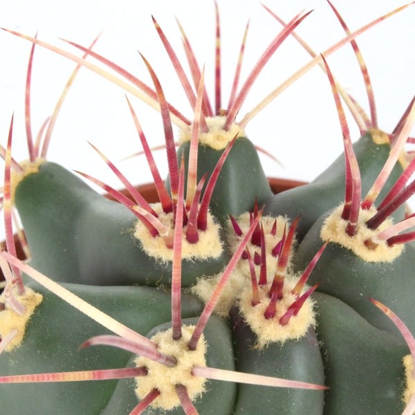 Ferocactus Stainesii