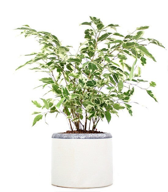 Ficus Beniamino idrocoltura