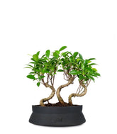Ficus Boschetto M