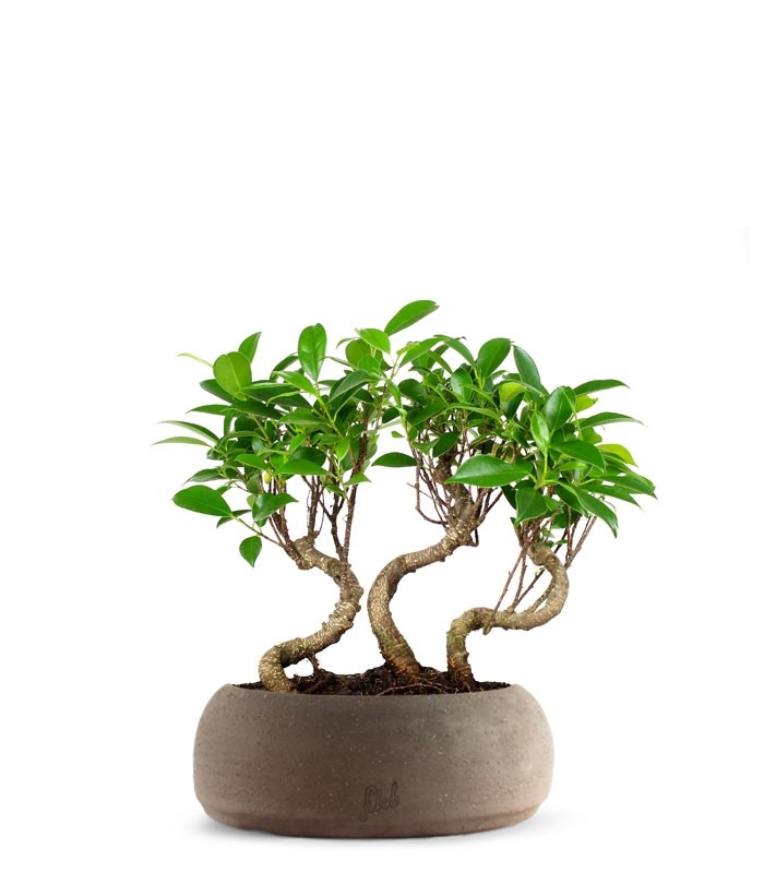 Ficus Boschetto M